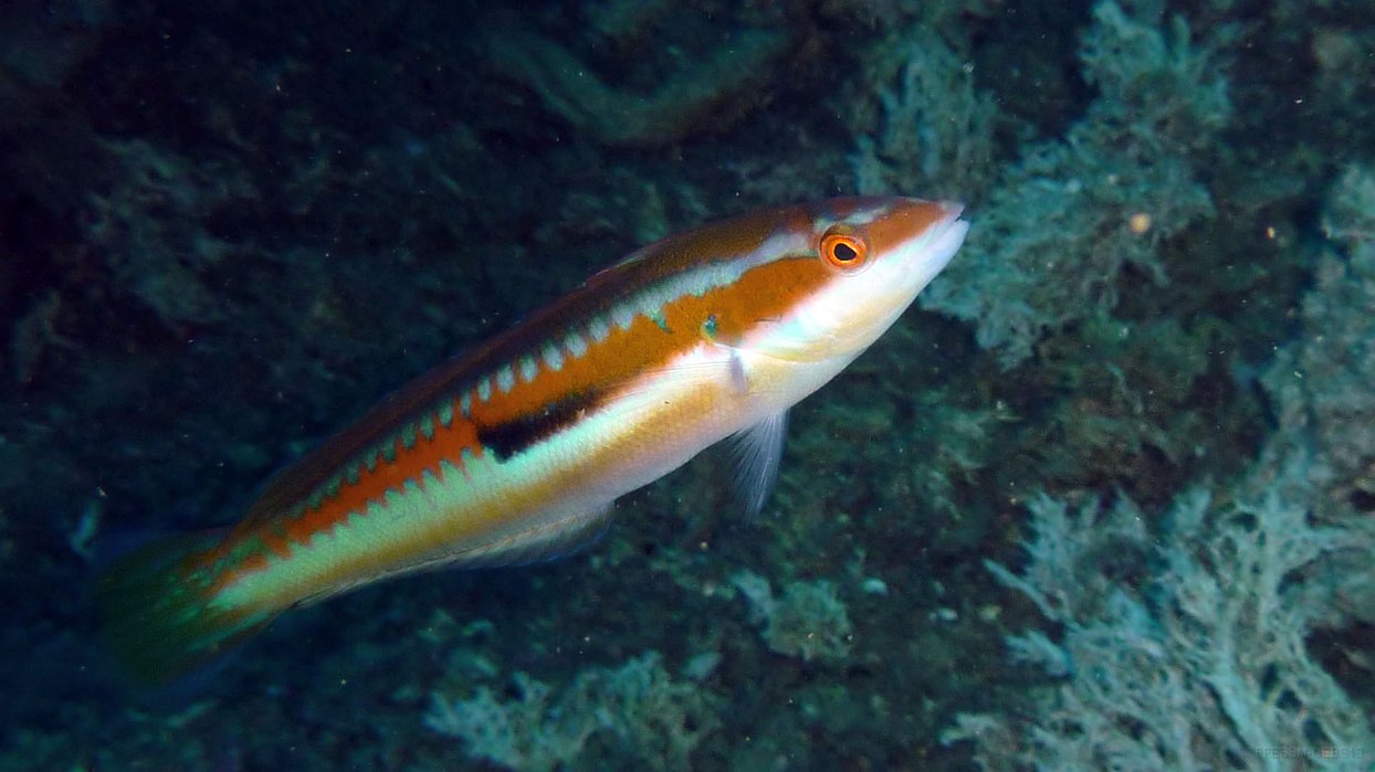 240 Girelle mâle (Coris julis).JPG - Girelle (Coris julis) : male